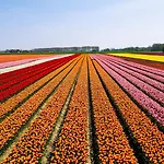 Bed & Breakfast - Abbekerk